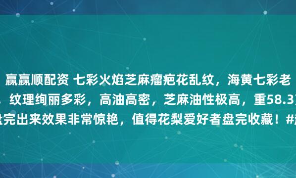 赢赢顺配资 七彩火焰芝麻瘤疤花乱纹，海黄七彩老油梨，2.0火焰芝麻点，纹理绚丽多彩，高油高密，芝麻油性极高，重58.3克秒沉海底，盘完出来效果非常惊艳，值得花梨爱好者盘完收藏！#赴一场春分野趣之约# #海南黄花梨手串#
